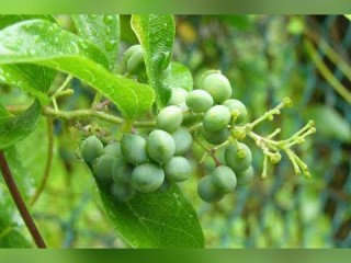 365彩票-脚上起疱脱皮，痒得难受？教你一眼分辨脚气还是湿疹