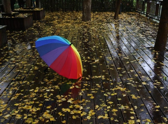 全天腾讯分分彩-雨落梧桐，上海的秋意渐深