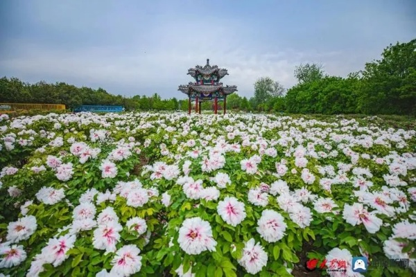 山东菏泽天气，四季分明，风土人情中的自然脉动